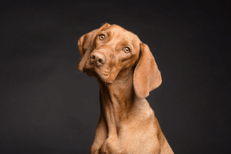 Assurance pour animaux de compagnie et ses avantages essentiels